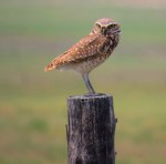 burrowing owl