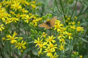 2020-08-02--DRC_0312