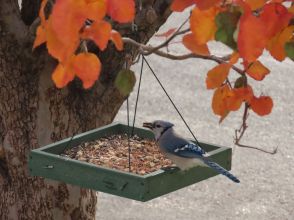 r_Blue Jay in Fall 2021