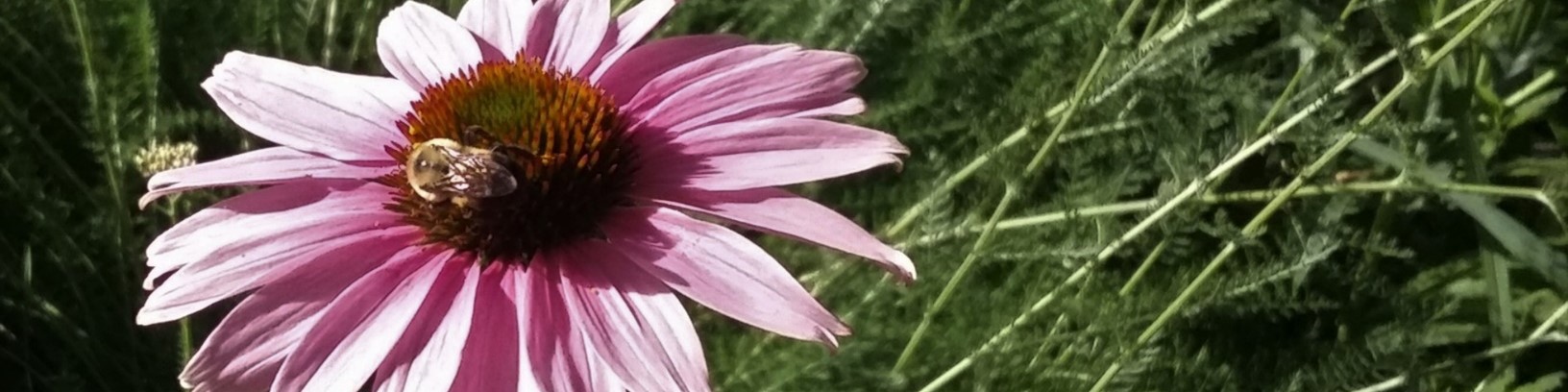 Purple Coneflower (echinaecea purpurea) and bumblebee by Barb Gorges