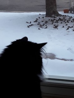 Boots with Sparrows (2)