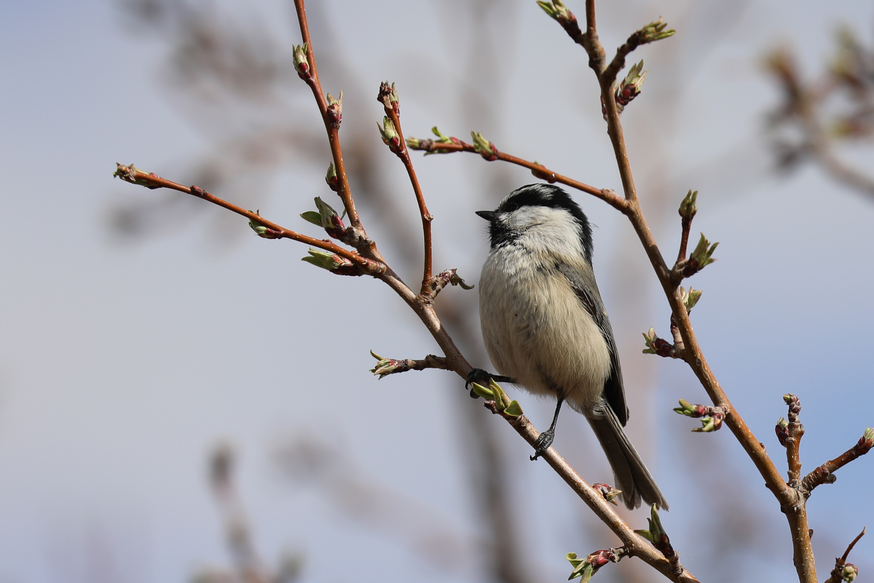 Mountain Chickadee