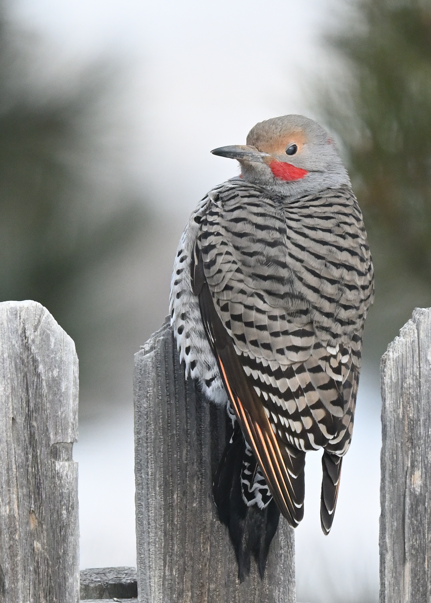 Northern Flicker