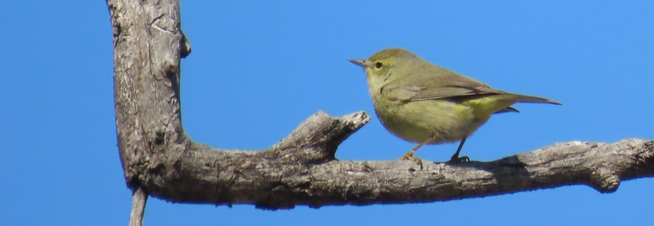 cropped-female-wilsons-warbler.jpg