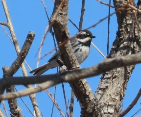Black Throated Gray Warbler