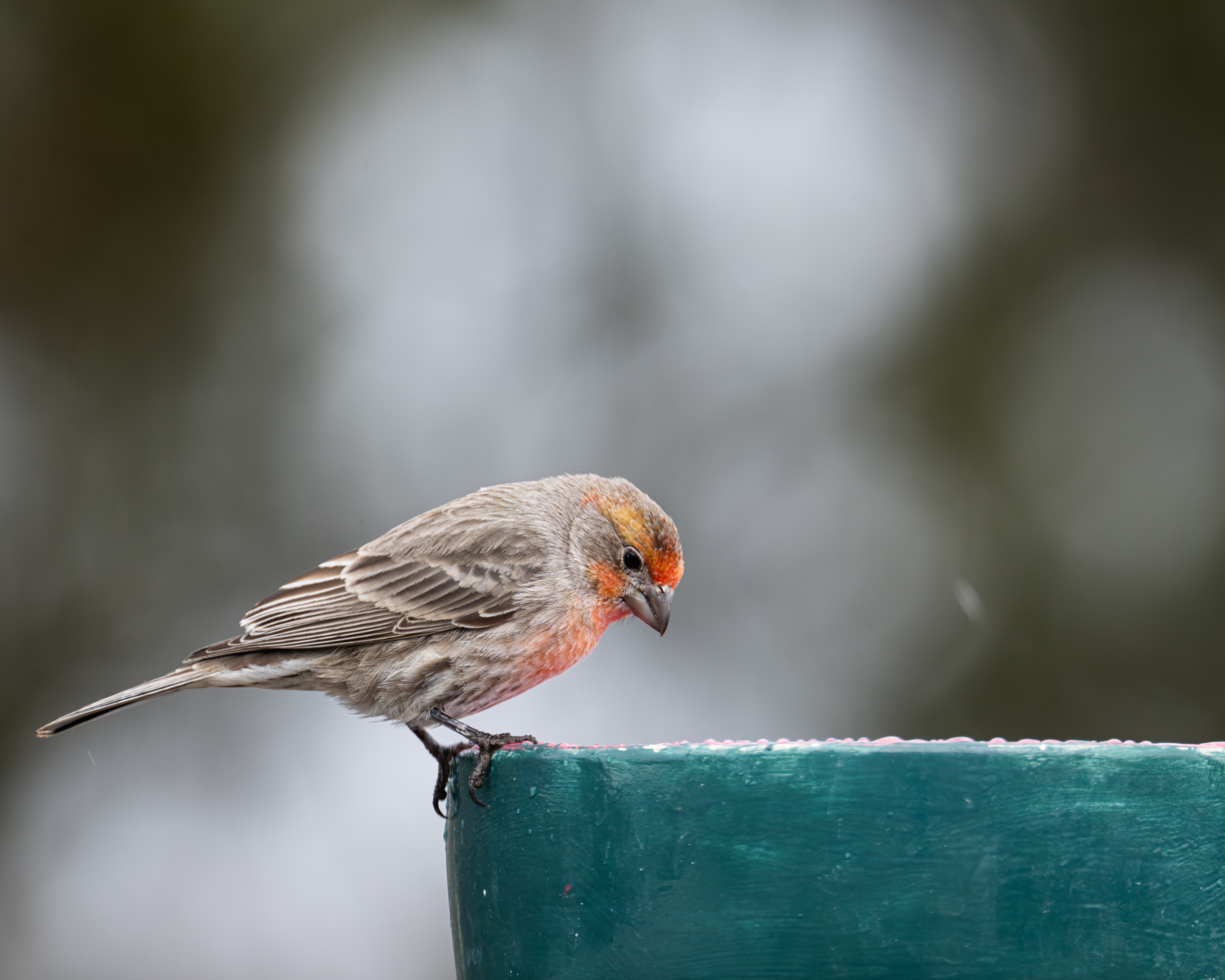 House Finch