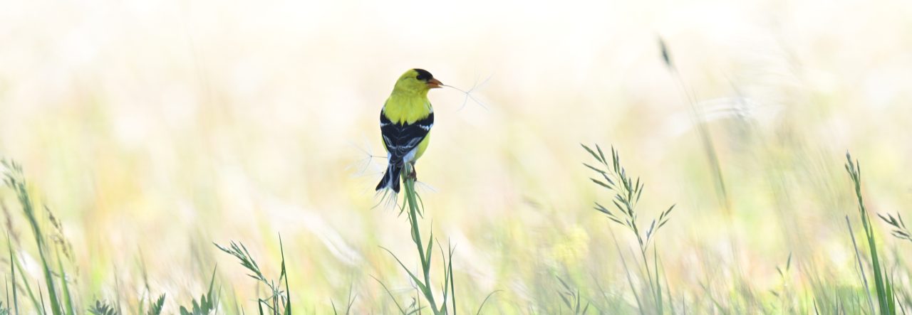 American Goldfinch by Kirk Miller