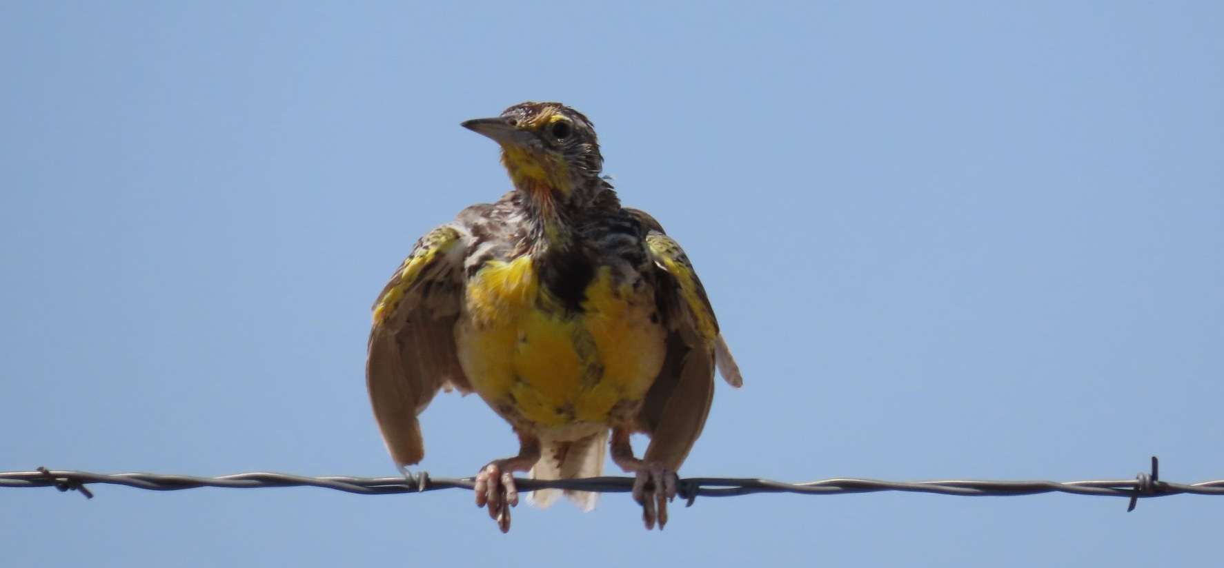 Wet Western Meadow Lark