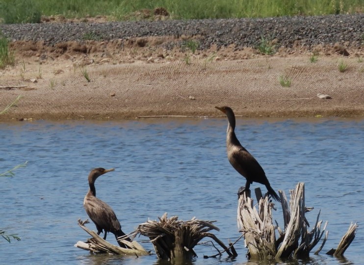 Double-crested Cormorants LCCD
