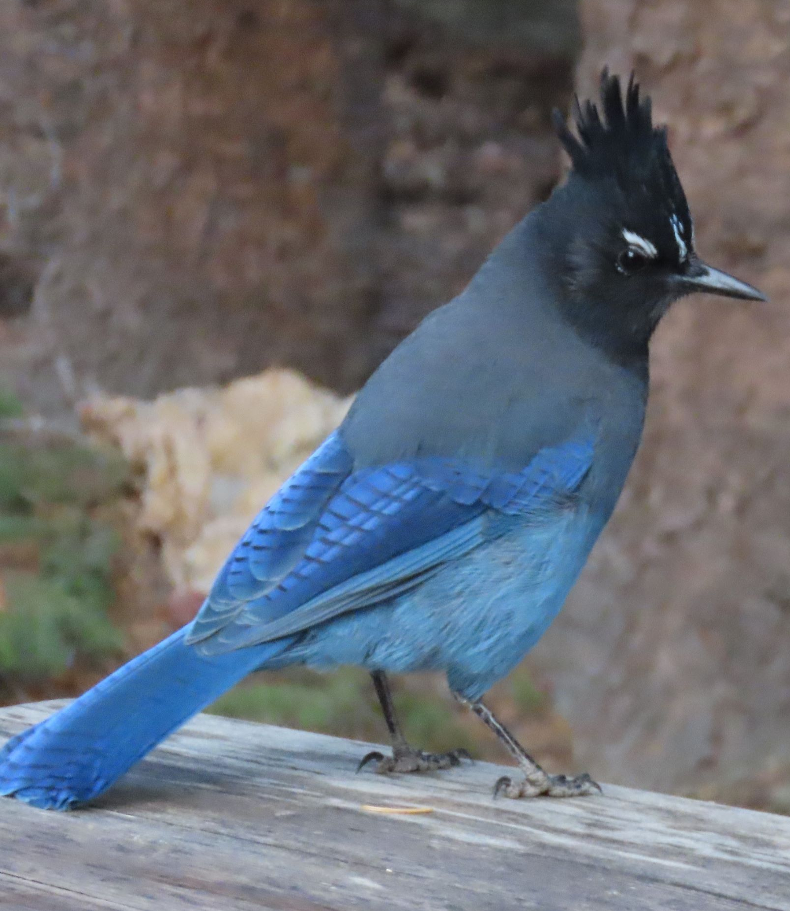 Steller's Jay by Lorie Chesnut